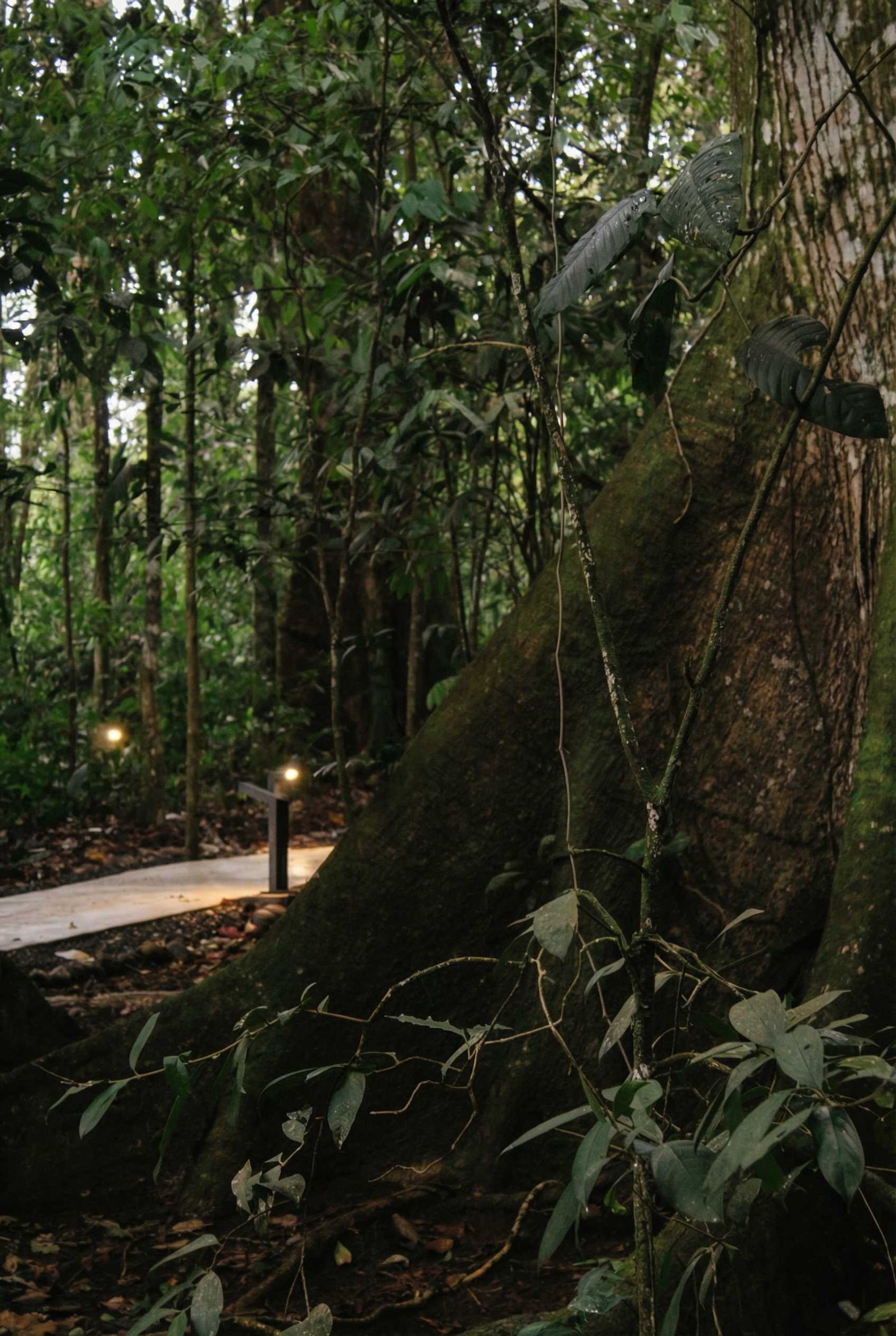 A forested area with a pathway and a large moss-covered tree trunk.