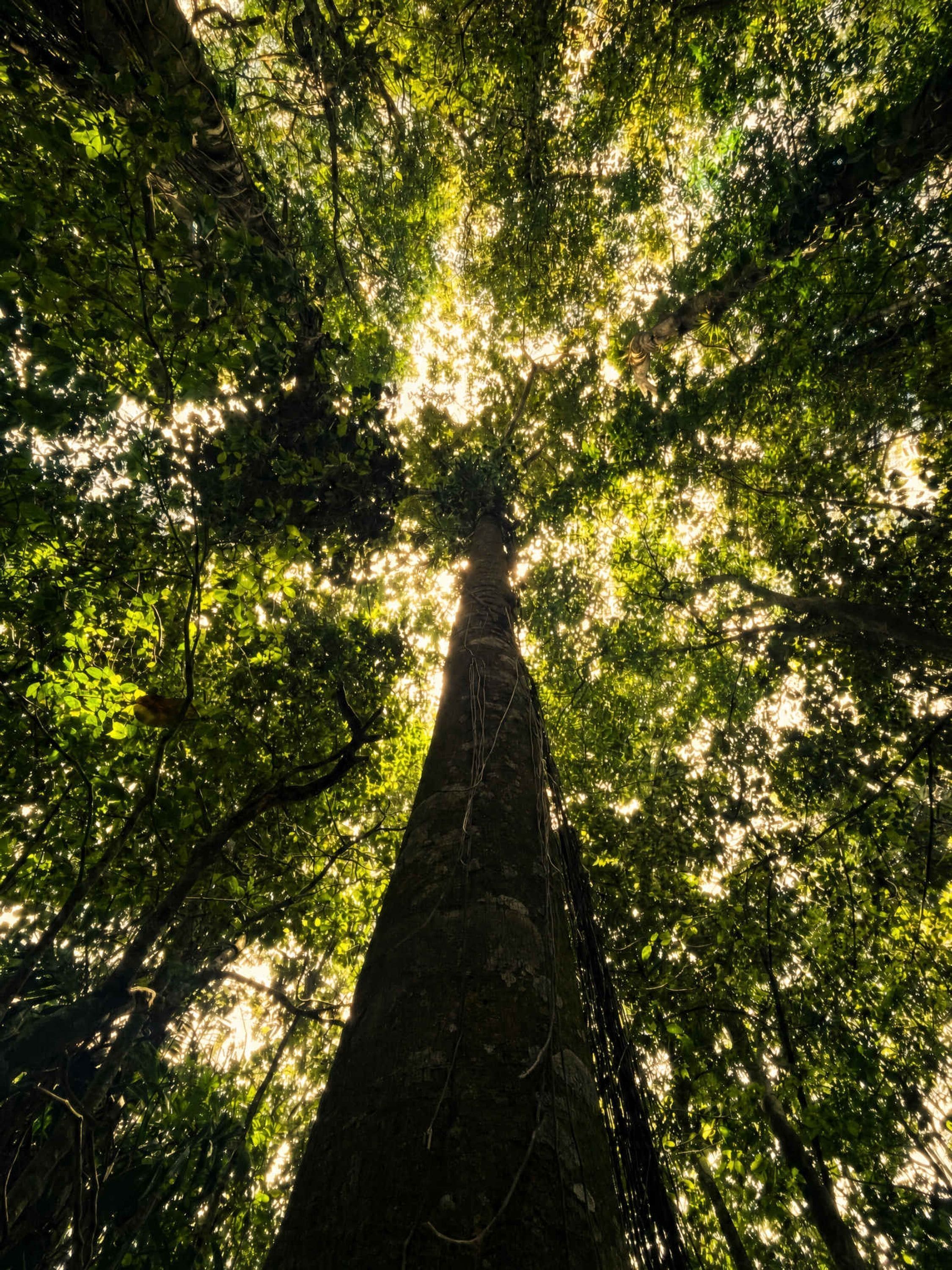 A tall tree with a thick trunk and dense foliage.