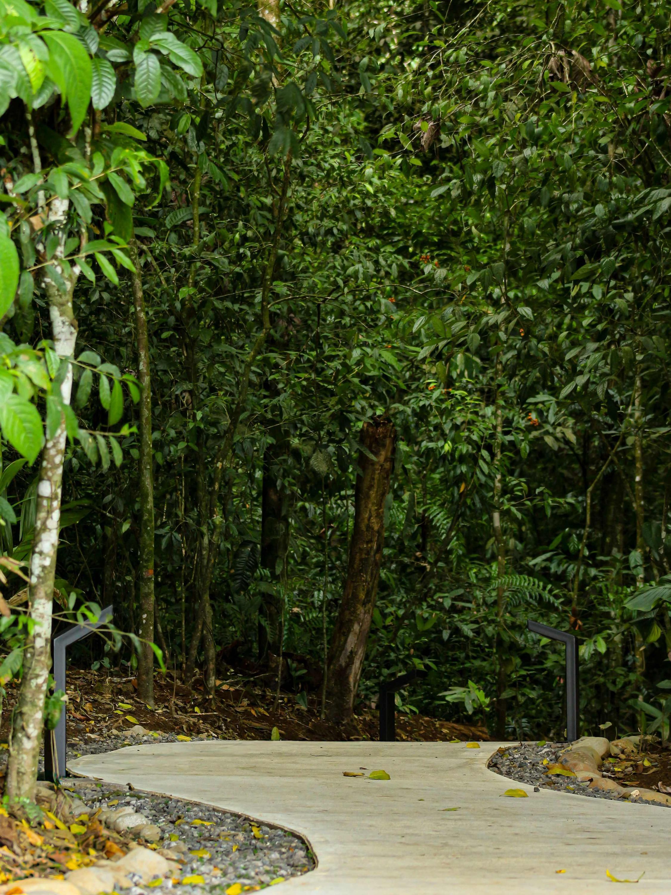 A concrete pathway surrounded by dense green foliage and trees.