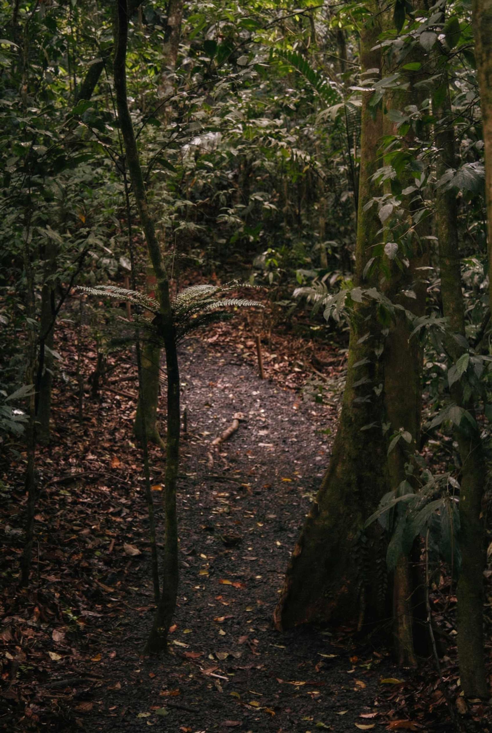 A forest path surrounded by dense foliage and trees.