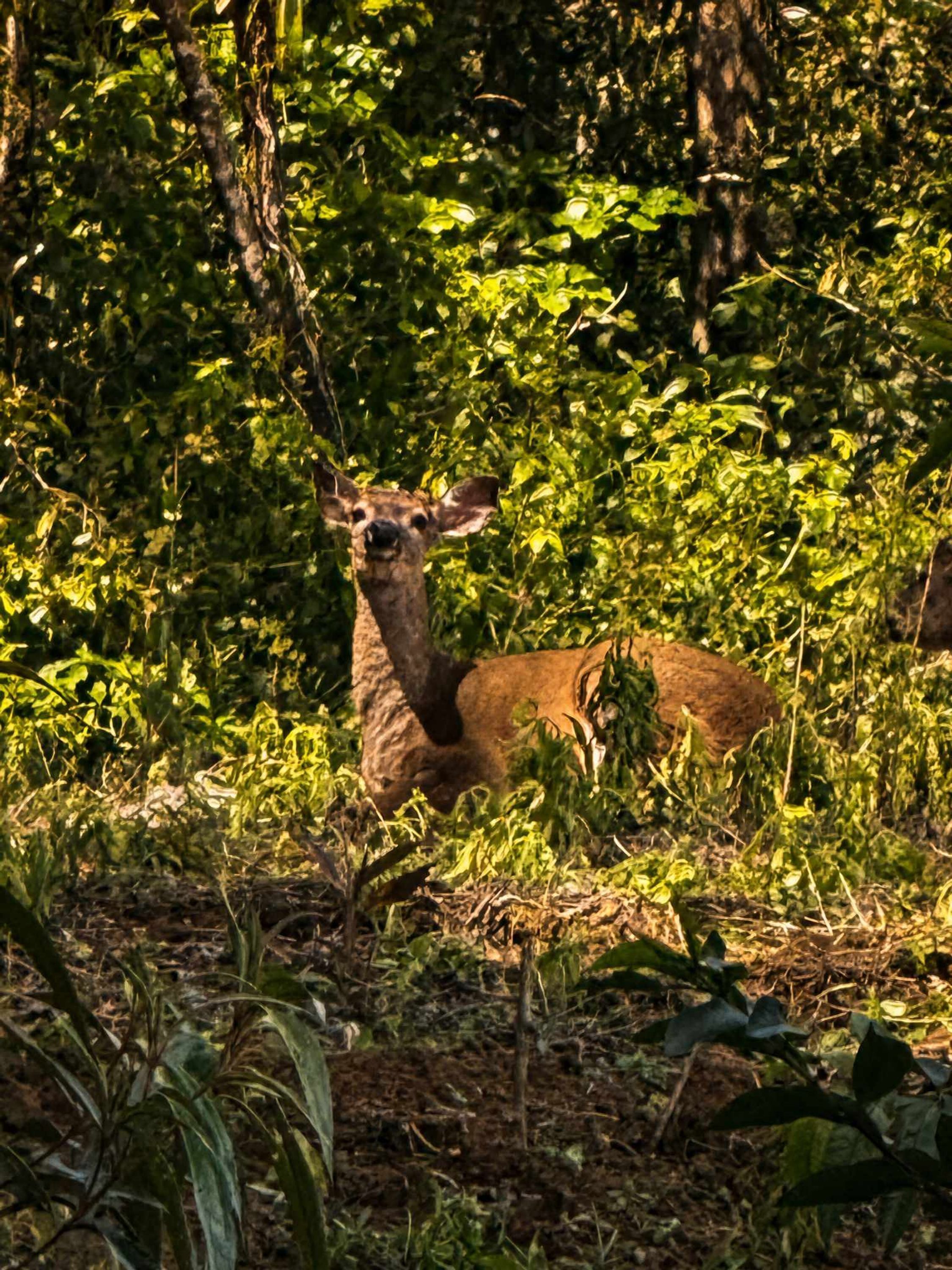 A deer in a forested area with dense foliage and trees.