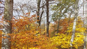 Een bos met herfstkleuren, bomen en een bed van gevallen bladeren.