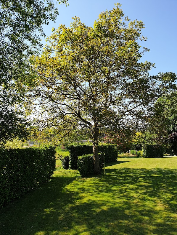 Un jardí ben cuidat amb un arbre gran, setges ben podades i un prat verdós.