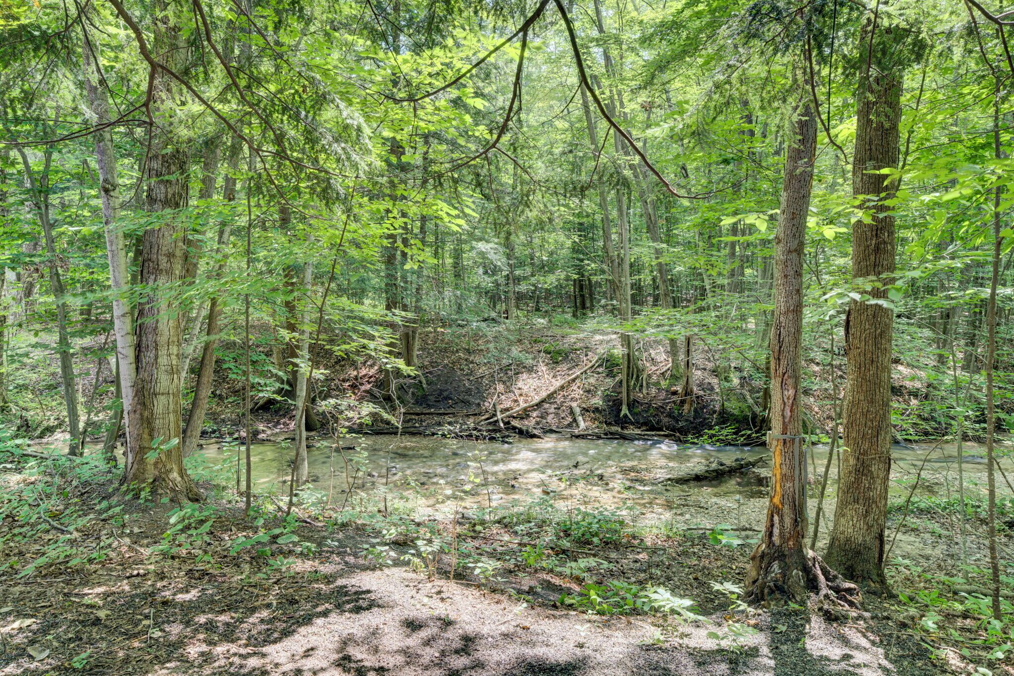 A forested area with a stream, trees, and a fallen tree.