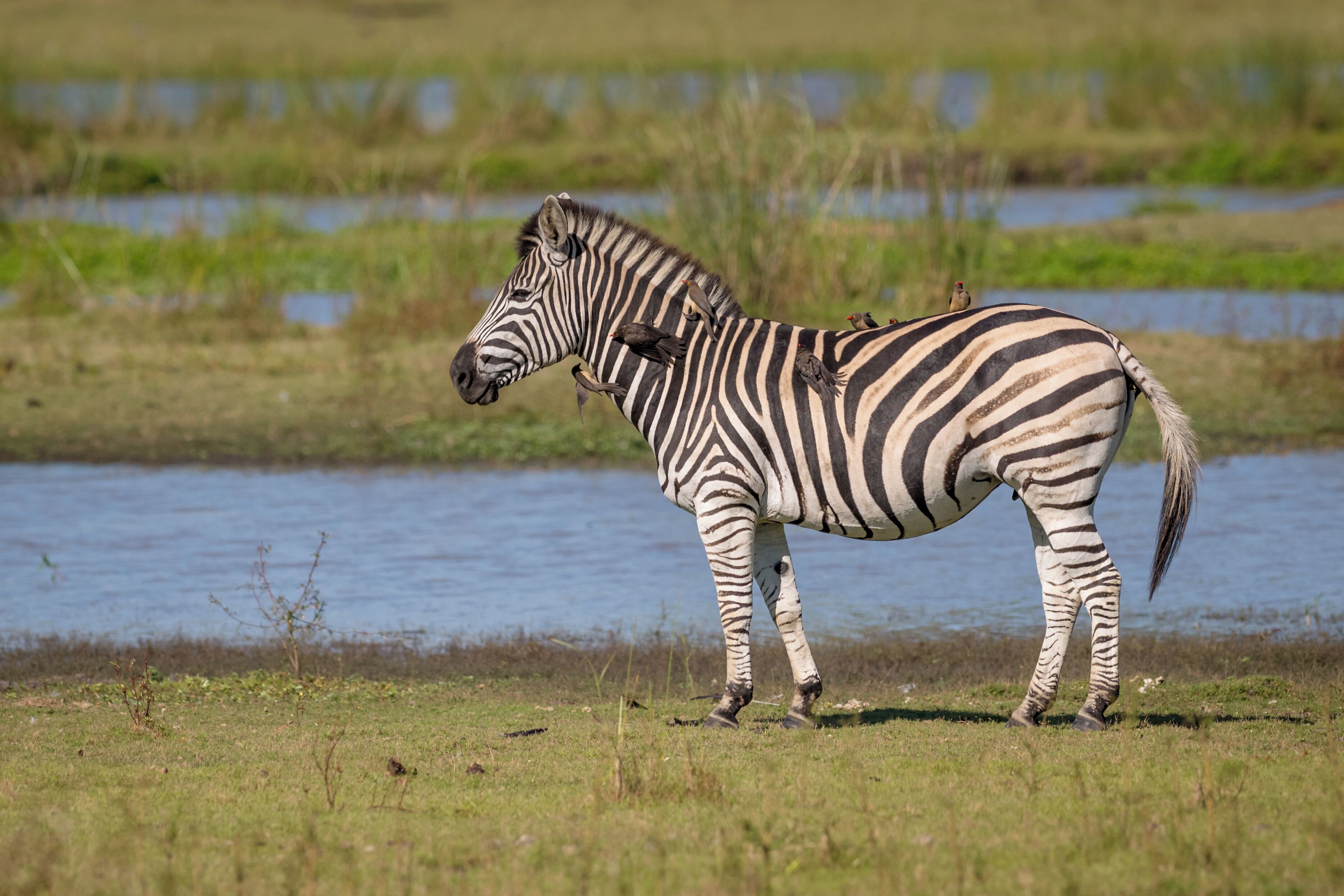Een zebra staat in een grasveld, met een waterlichaam op de achtergrond.