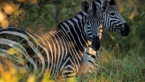 Two zebras in a natural setting with dense foliage in the background. - Satara Wild Camp- Greater Kruger (Mpumalanga)