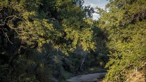 A dirt path through a wooded area with dense foliage on both sides. - Satara Wild Camp- Greater Kruger (Mpumalanga)