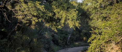 A dirt path through a wooded area with dense foliage on both sides.
