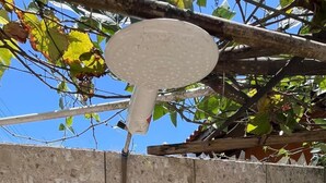 A white, textured object hanging from a branch, a concrete wall, and a metal fence.