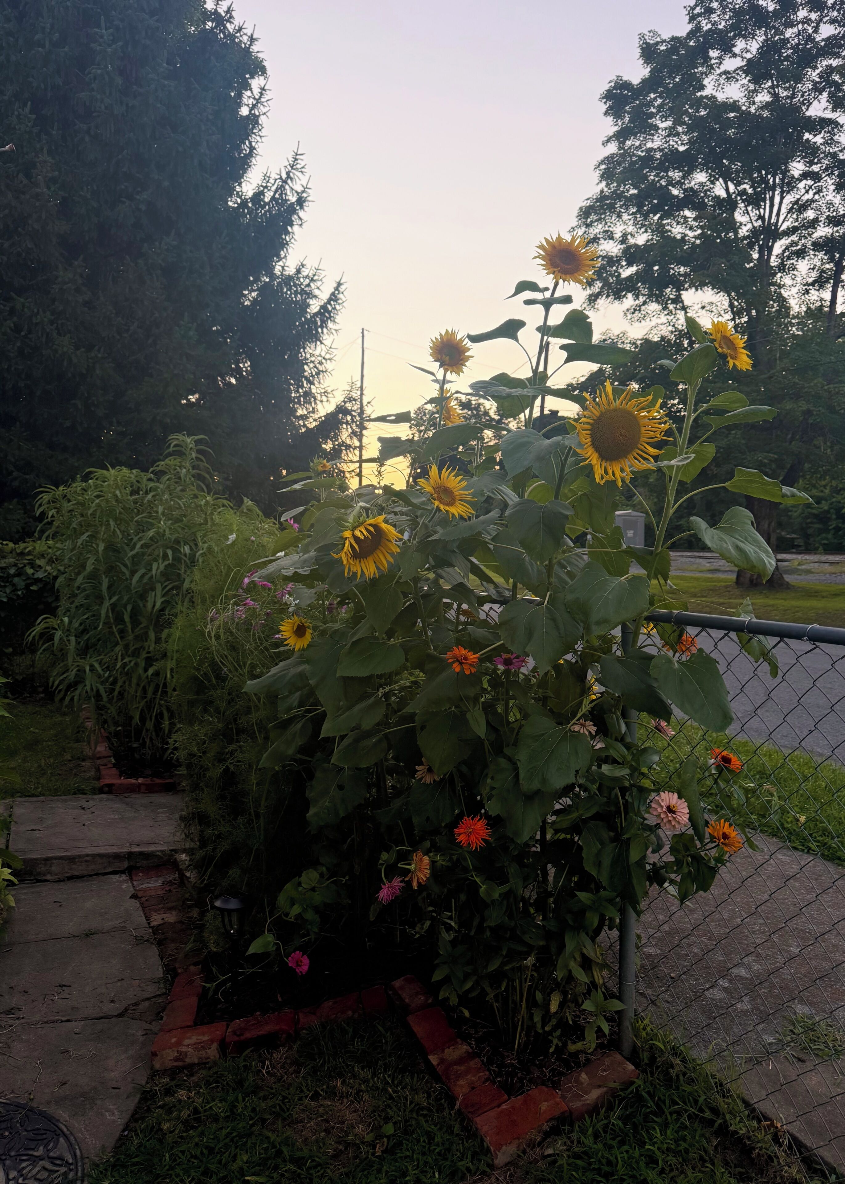 Ein Garten mit Sonnenblumen und weiteren Blumen, einem Ziegelweg und einem Metallzaun.