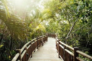 A wooden boardwalk surrounded by dense tropical foliage.
