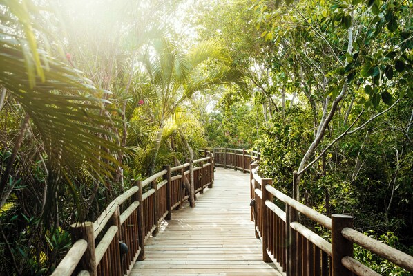 A wooden boardwalk surrounded by dense tropical foliage.