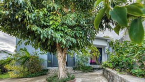 A tree with a circular base planter in front of a building with a grey facade and dark shutters. - Vétyvers - Climatisation - Terrasse (Saint-Louis)