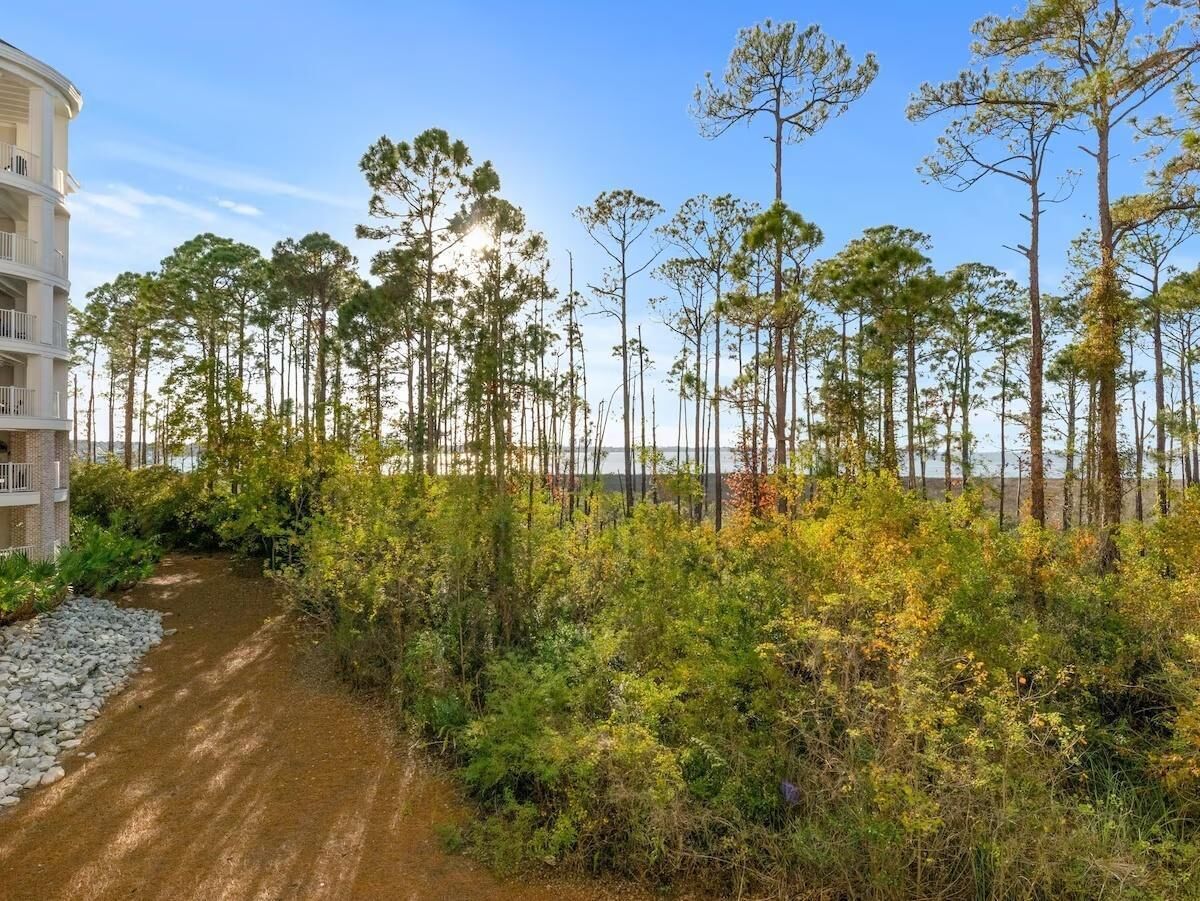 A coastal property with a dirt path leading to a building, surrounded by tall pine trees and dense shrubbery.