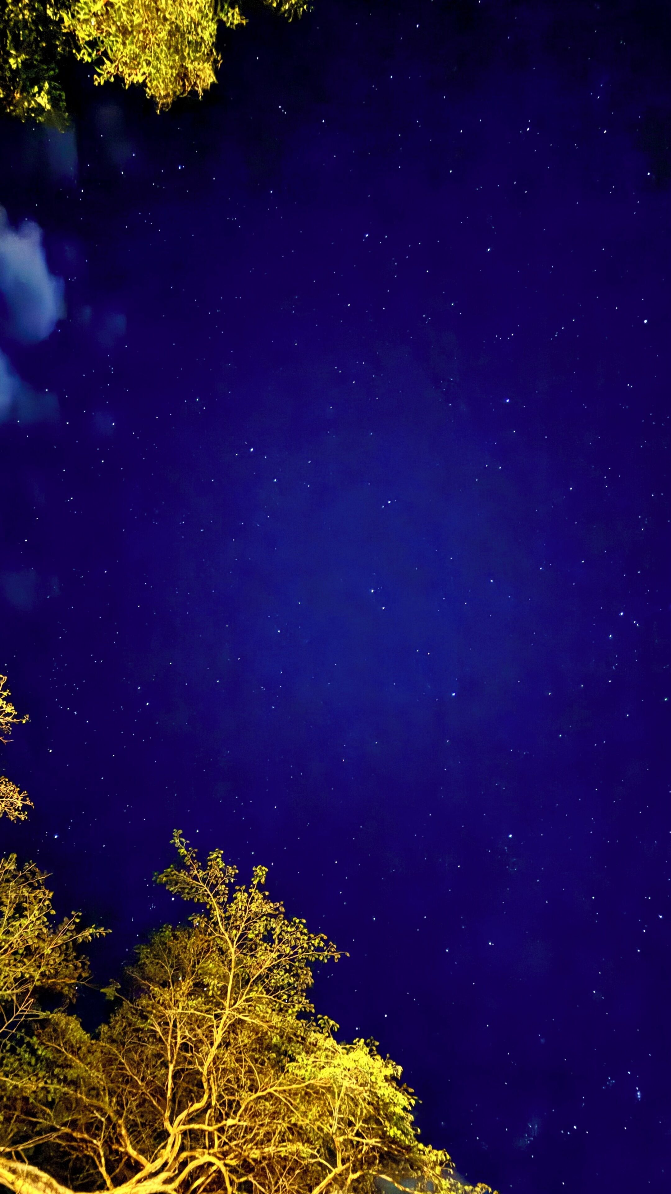 Un cielo notturno stellato, un albero con foglie gialle e un cielo blu scuro.