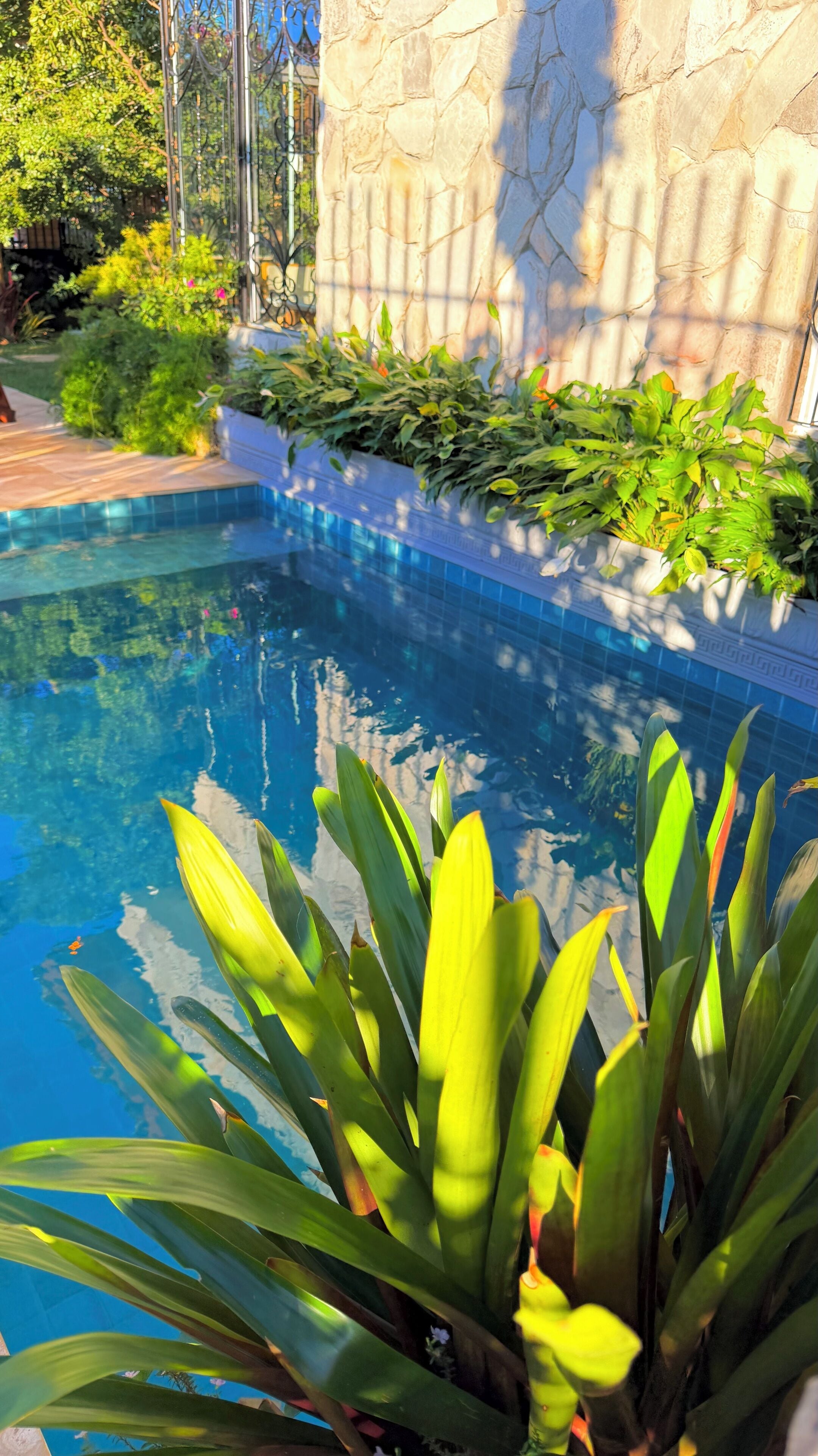 A swimming pool with clear blue water, surrounded by lush greenery and a stone wall.