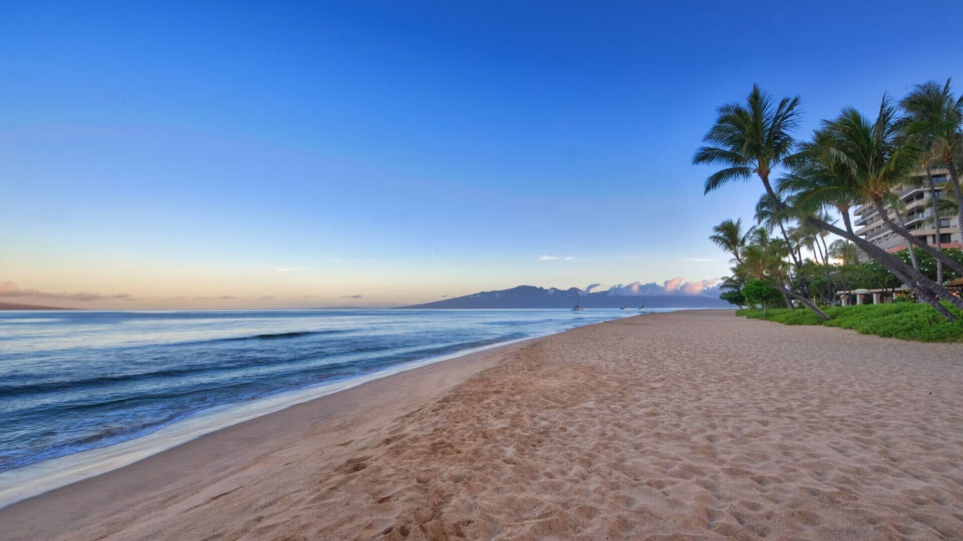 A beach with a clear sky, sandy shore, and palm trees.