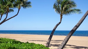 Ein Strand mit Palmen und blauem Himmel.
