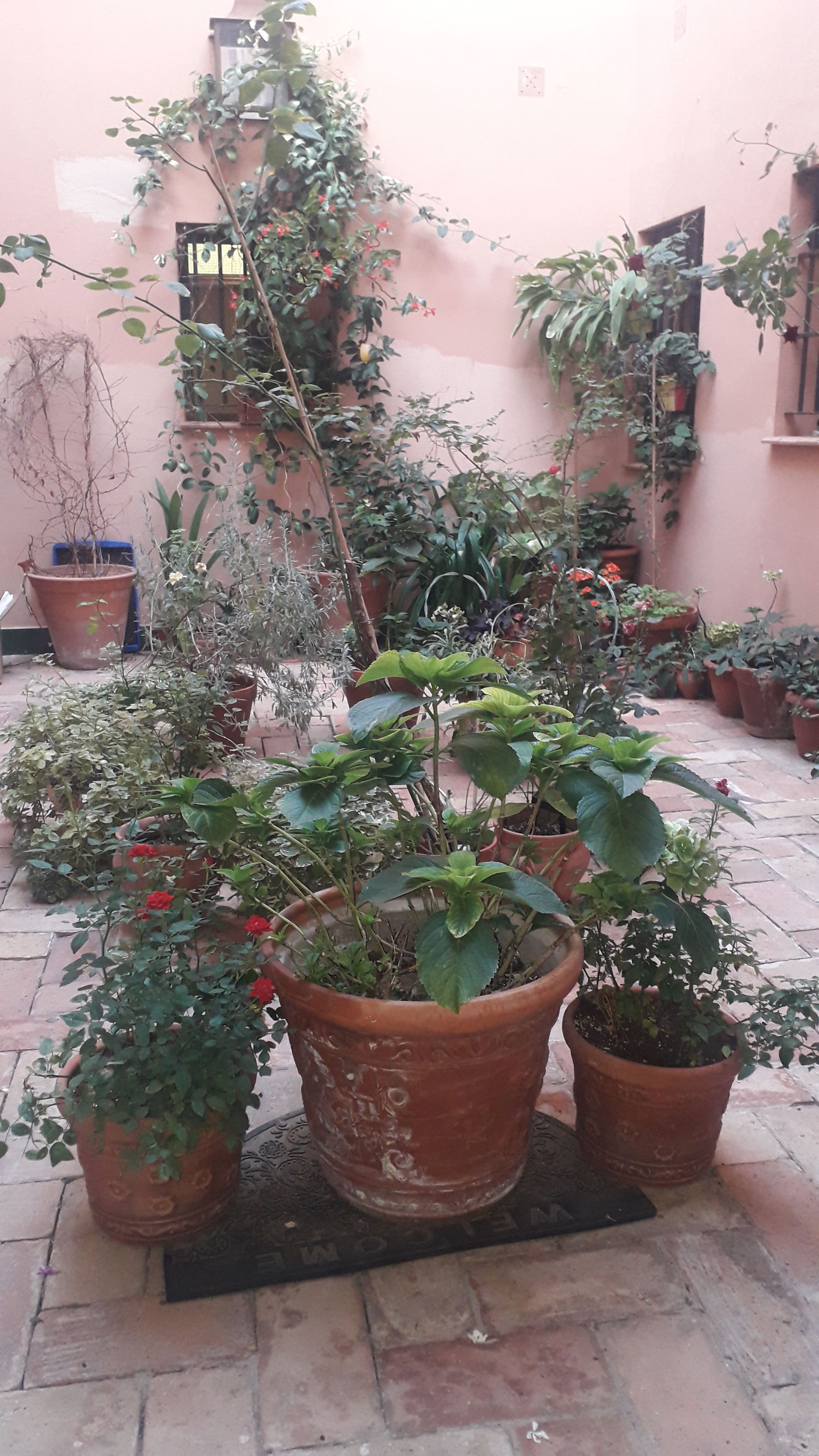Um pátio com vasos de plantas e piso de azulejos.