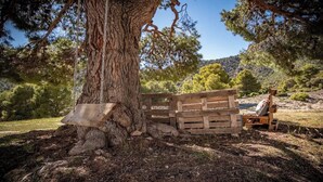 A tree with a bench and a wooden structure nearby.