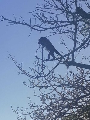 Ein Baum mit der Silhouette einer Affe auf einem Ast.