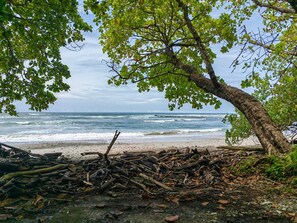 A beach with a tree and driftwood. - Casa Mar Manzanillo, Santa Teresa, Costa Rica. Just 600 meters from the ocean!! (Manzanillo)