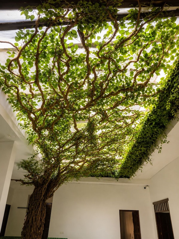 Property grounds - Casa Sierra Norte (Zacatlán)
