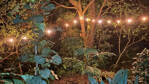 A garden at night with string lights and various plants. - Family & Pet friendly•Nestled in the forest•Trails•Waterfalls 13 km away•8 beds• (Luisa)