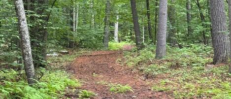 A forested area with a dirt path leading through it.