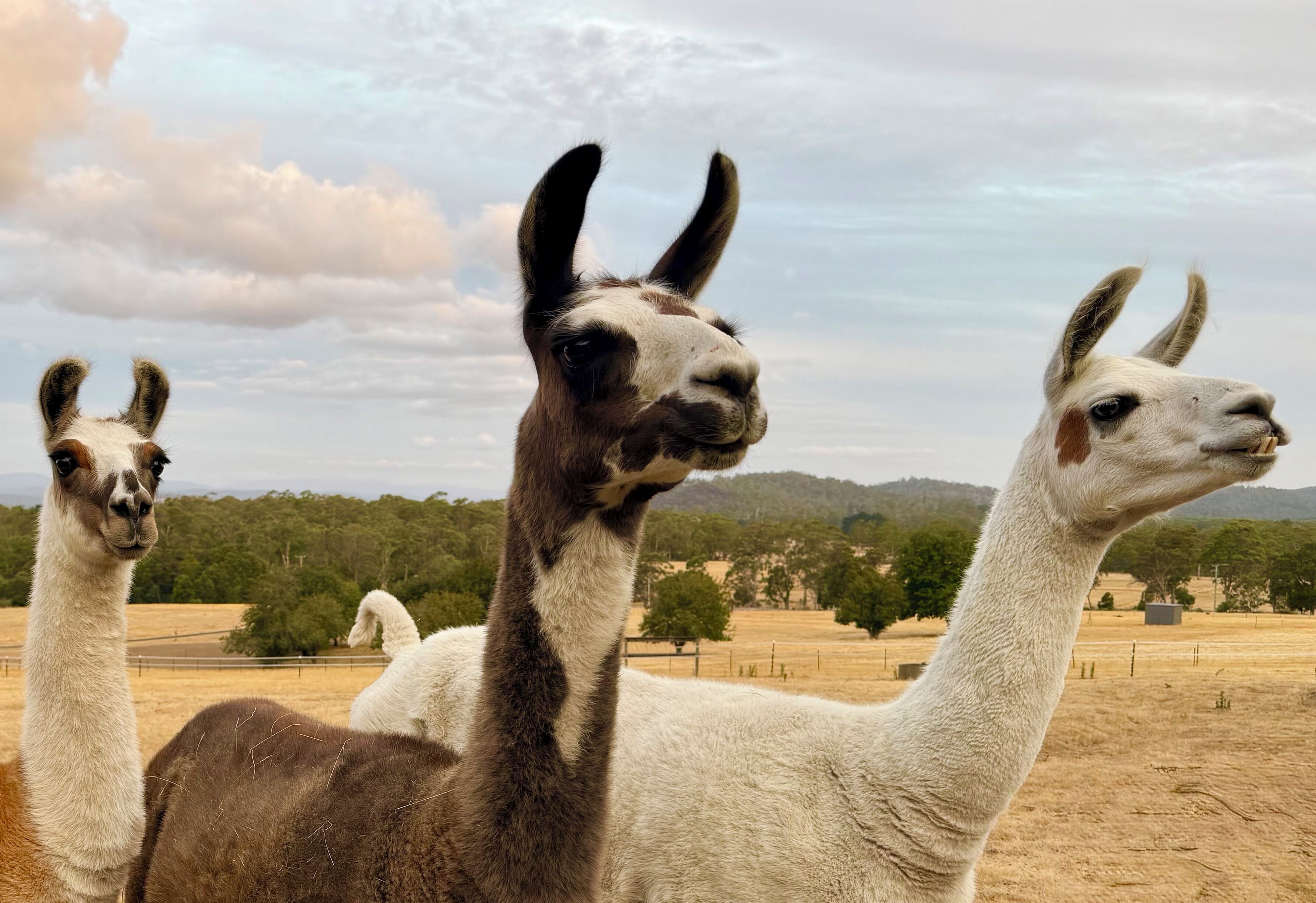 Drei Lamas auf einer freien Fläche mit einem Zaun und Bäumen im Hintergrund.