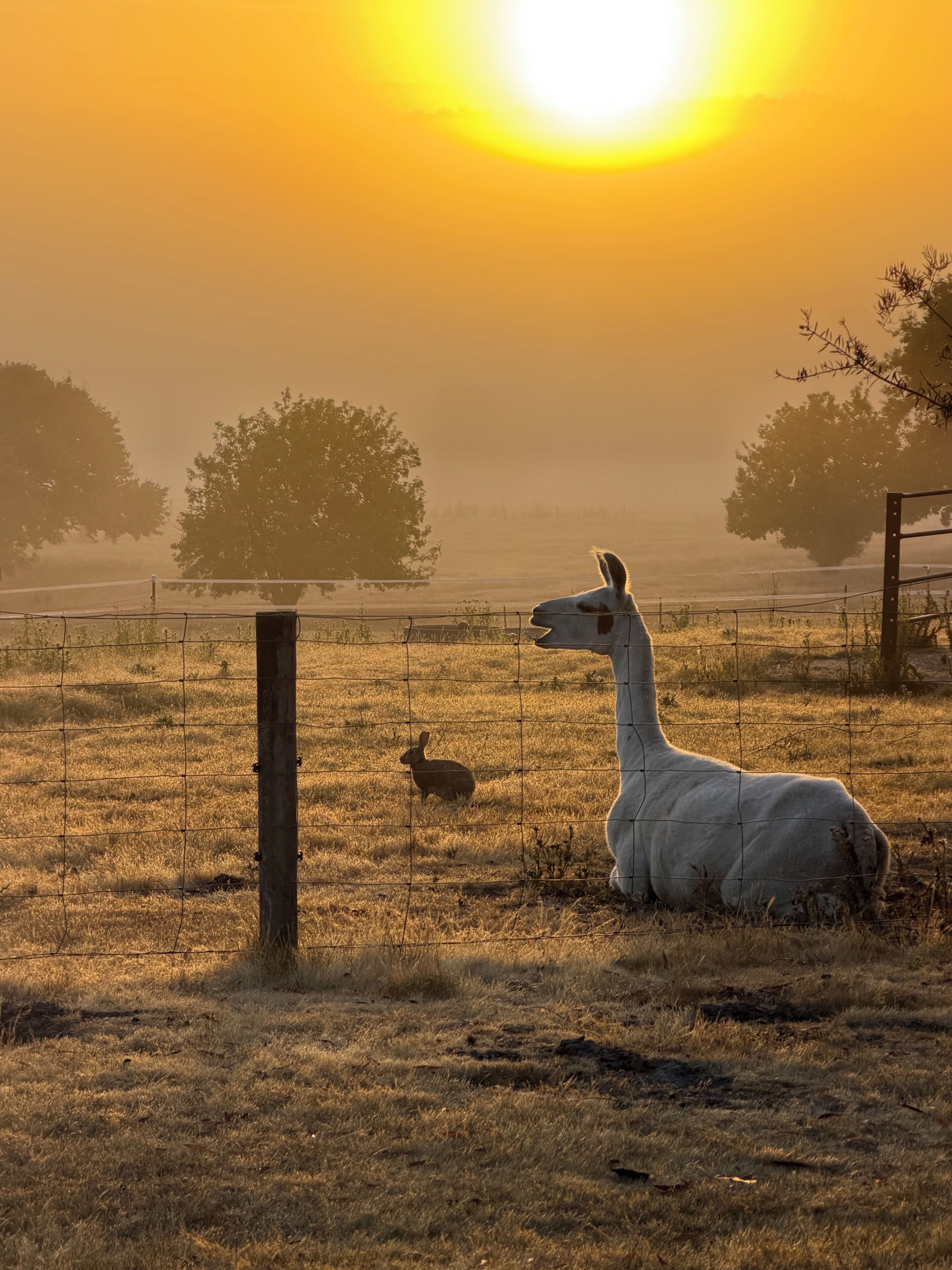 A llama in a fenced field with a rabbit, trees, and a fence post.