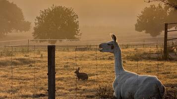 A llama in a fenced field with a rabbit, trees, and a fence post.