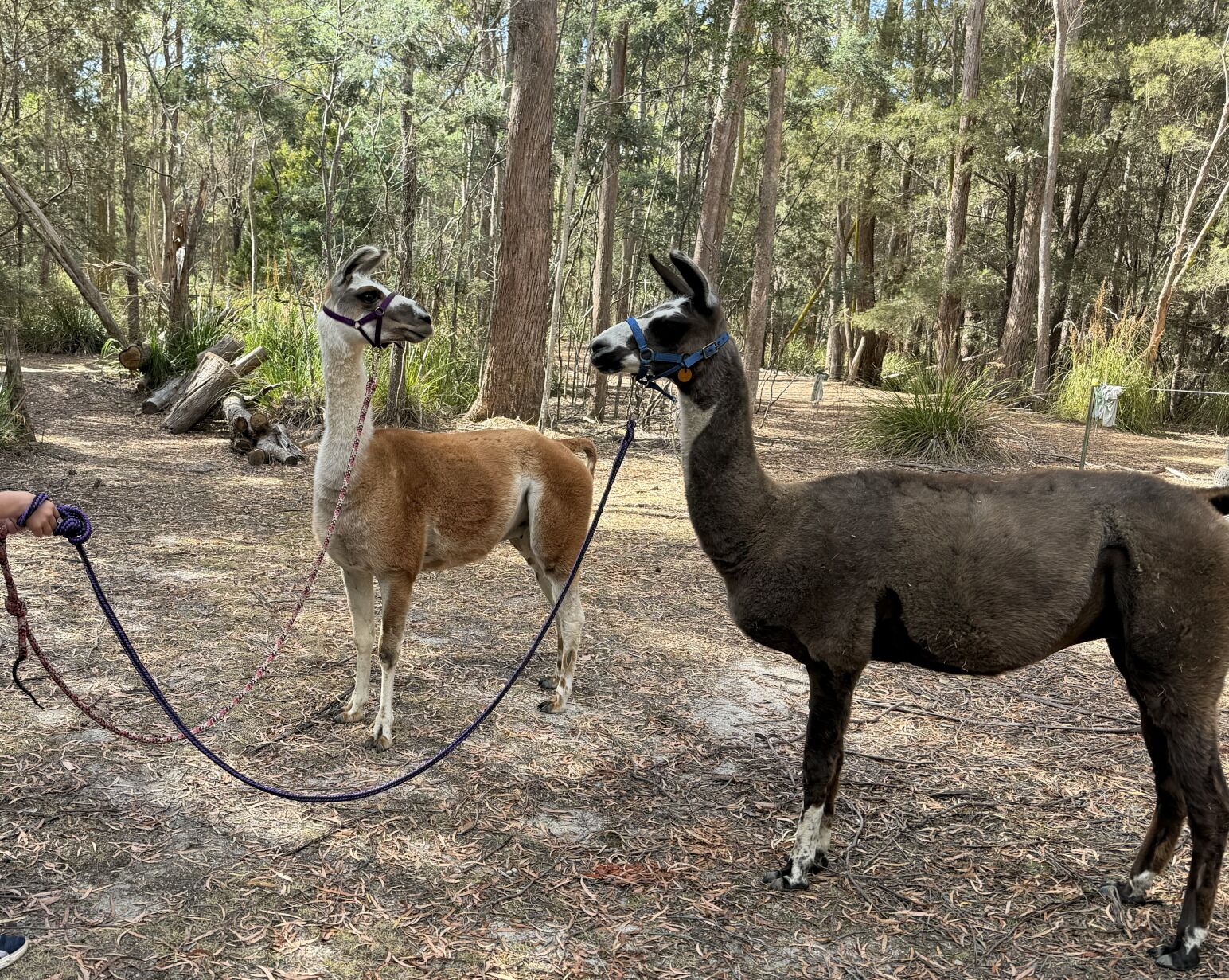 Twee lama's in een bebost gebied met een grond van aarde.
