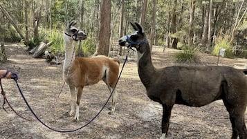 Twee lama's in een bebost gebied met een grond van aarde.