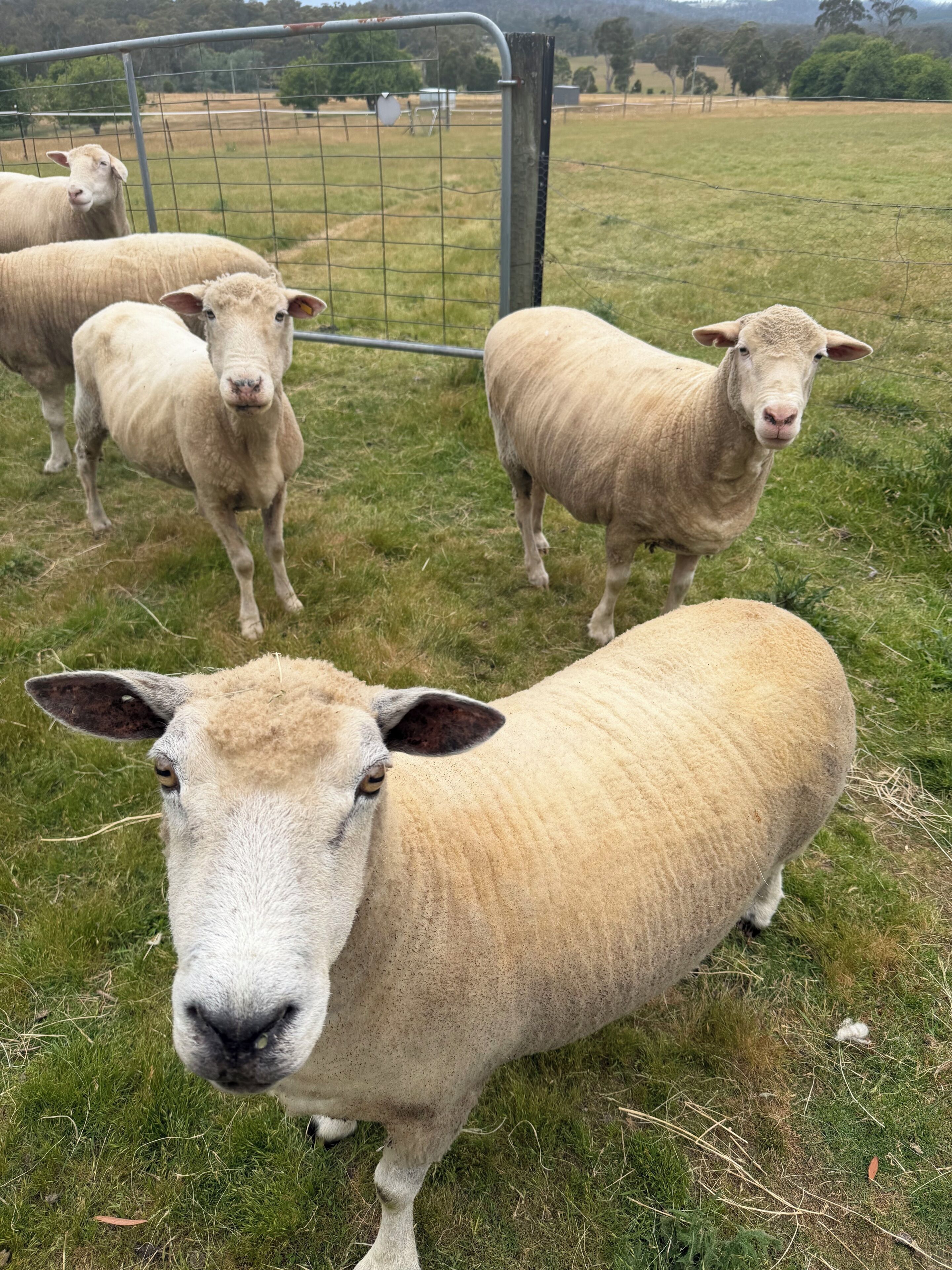 A group of sheep in a fenced pasture with a metal gate.
