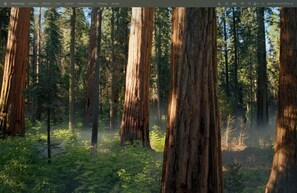 A dense forest with tall trees and a misty atmosphere. - View Panguipulli (Panguipulli)