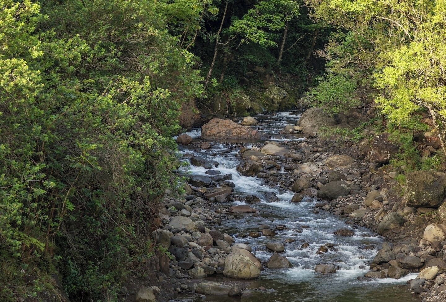 A river flowing through a rocky landscape with dense greenery on both sides.