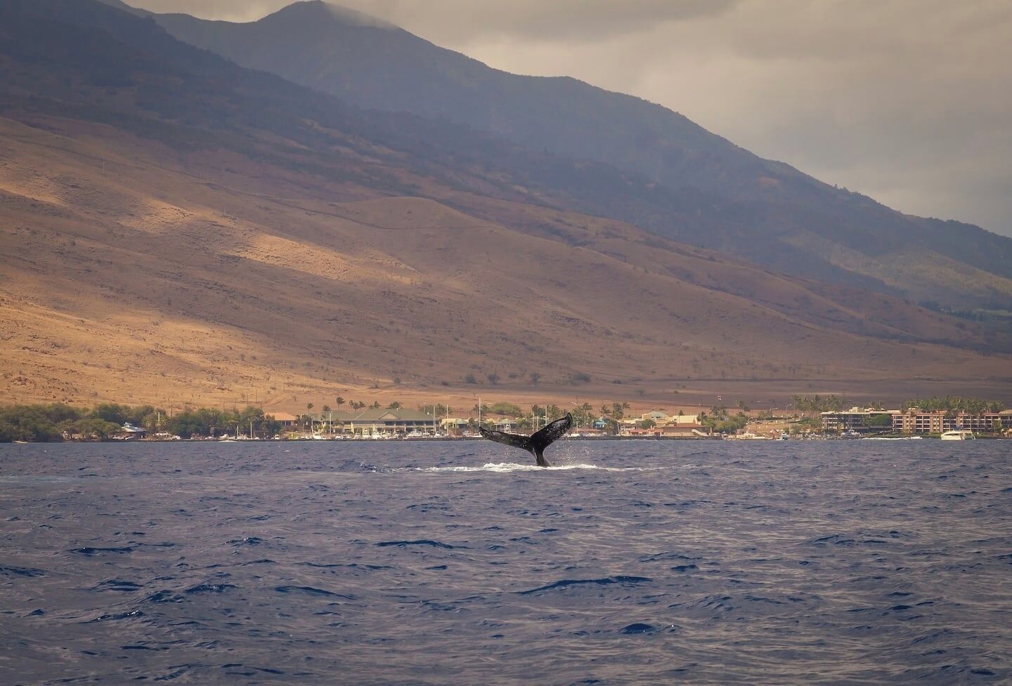A coastal landscape with a mountainous backdrop and a body of water.
