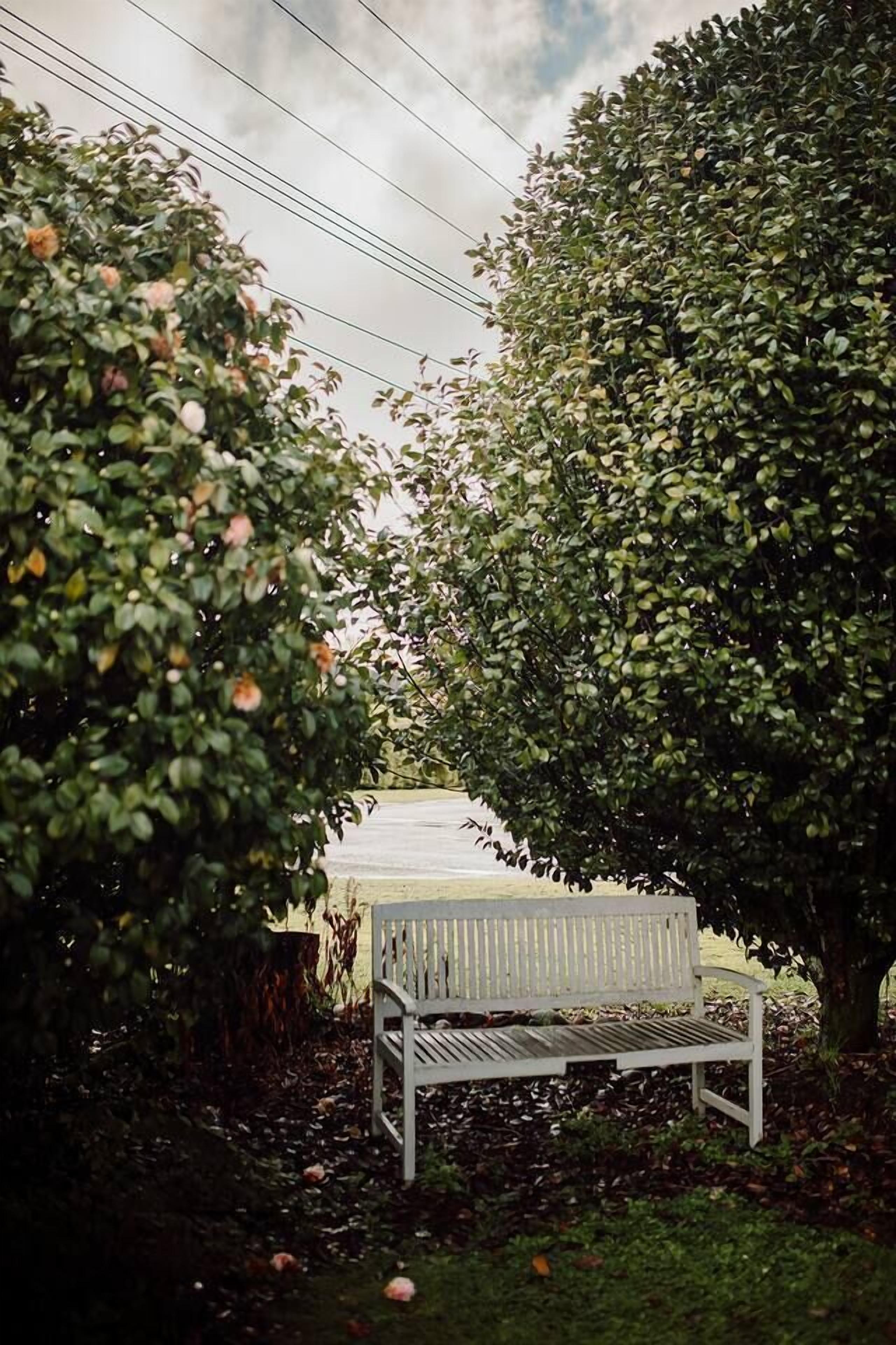A bench under a tree with a clear sky.