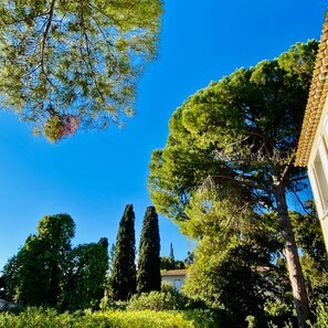 Ein strahlend blauer Himmel mit Blick auf einen Garten und Bäume.