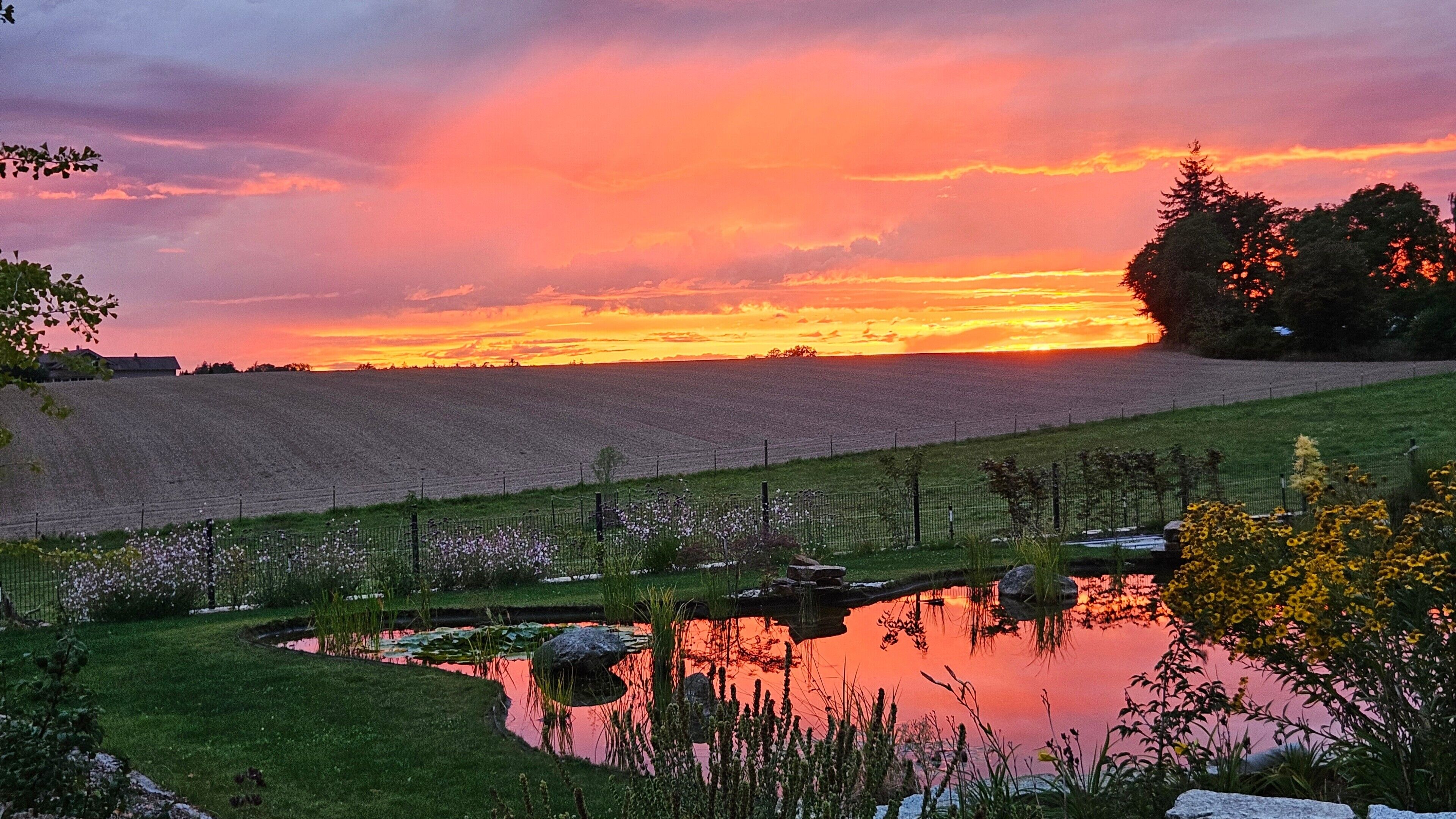 Solnedgang over en mark med en sø og blomster.