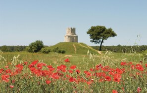 Ein Feld voller roter Mohnblumen mit einem Turm im Hintergrund.