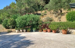 Ein Garten mit in einer Reihe auf einer Betonfläche angeordneten Blumentöpfen.