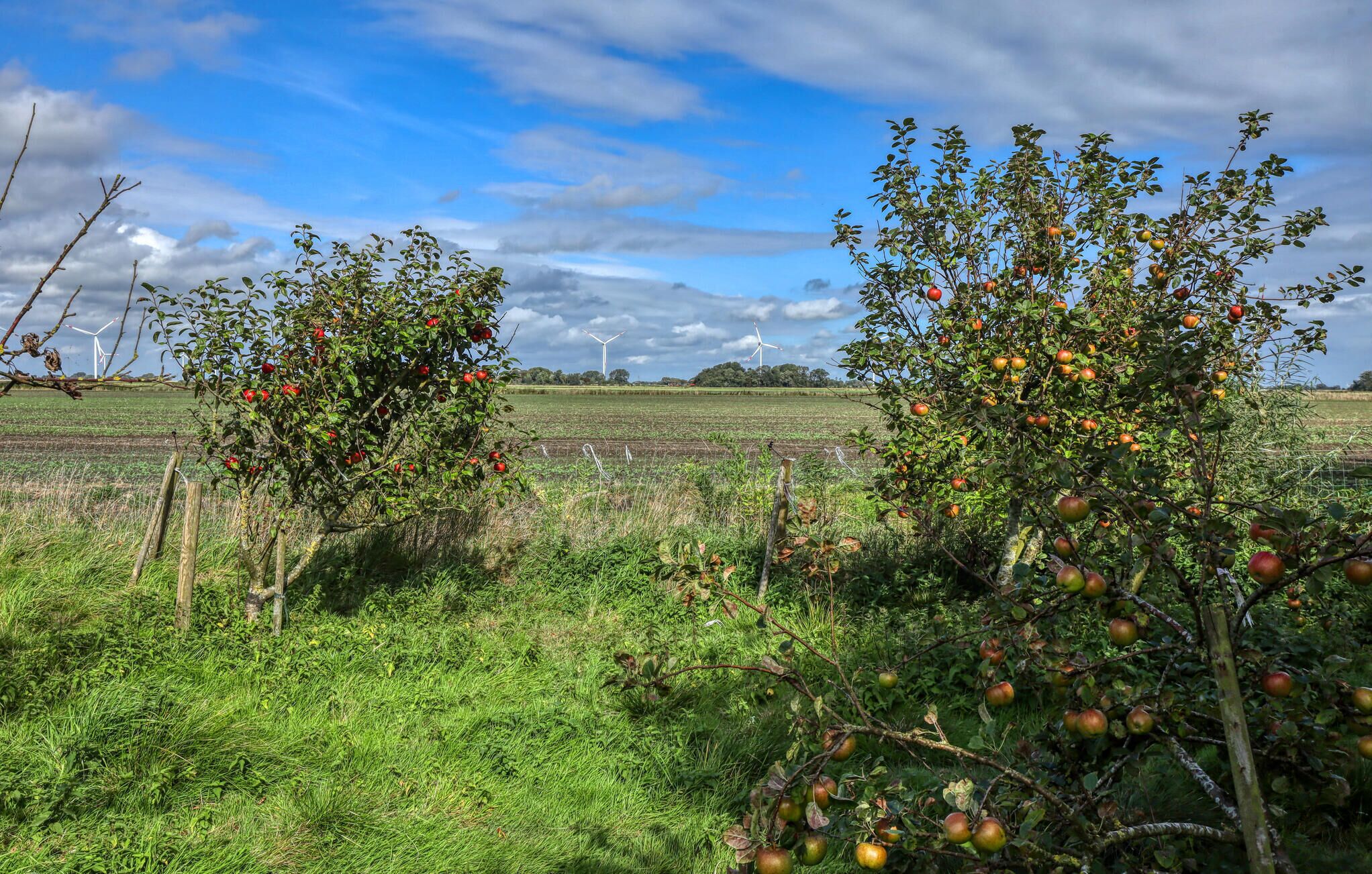 Paisaje rural con manzanos, un campo y aerogeneradores al fondo.
