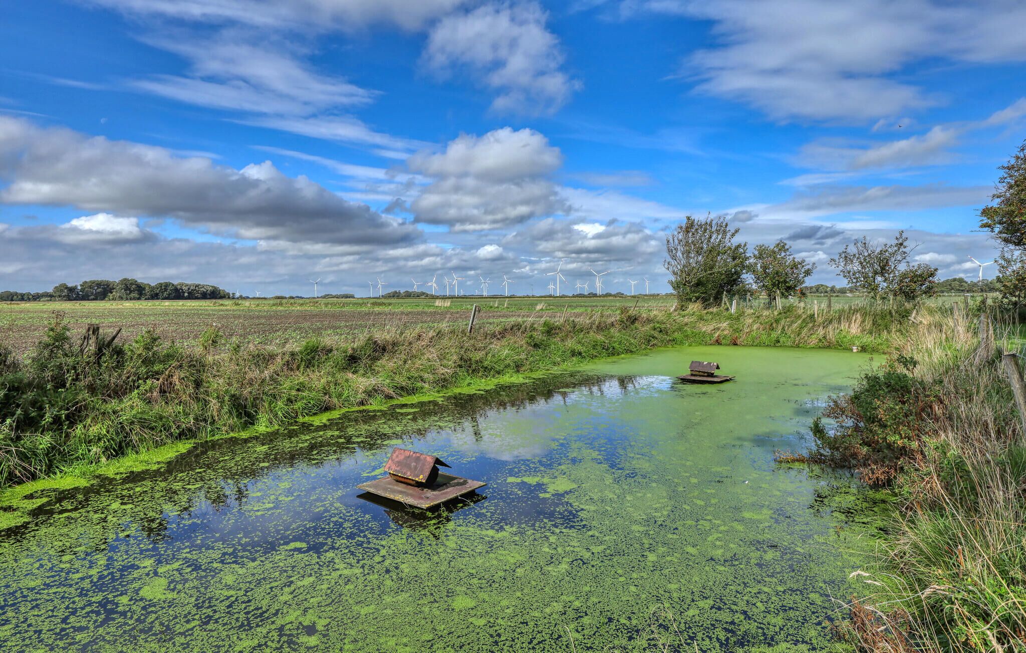 Un paysage rural avec une étendue d’eau, de la végétation et des éoliennes visibles au loin.