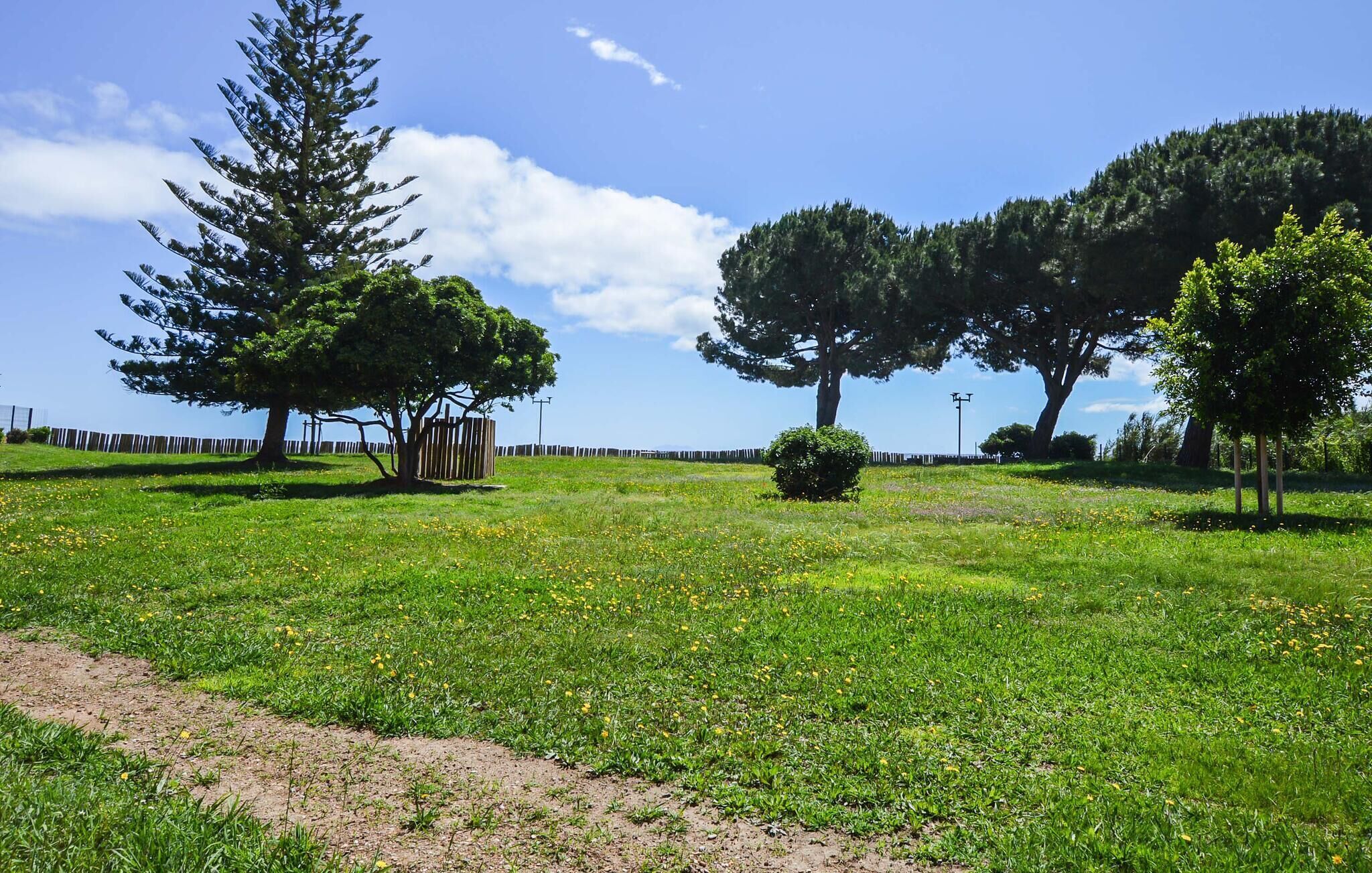 A grassy field with trees and a fence in the background.