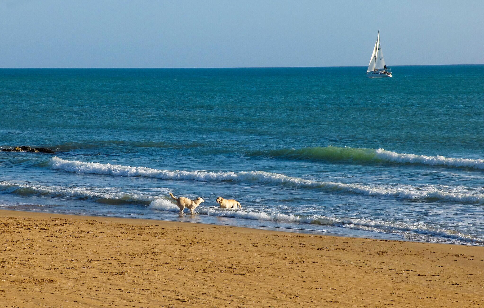 A beach with waves, a sailboat, and seagulls.
