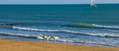 A beach with waves, a sailboat, and seagulls.