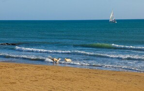 Ein Strand mit Wellen, einem Segelboot und Möwen.