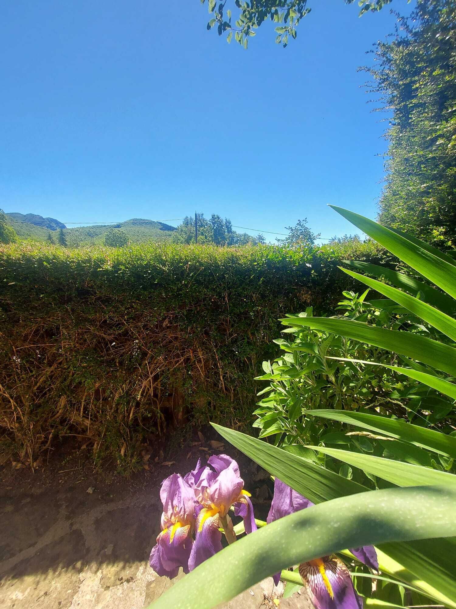 Un campo con flores moradas y un seto al fondo.